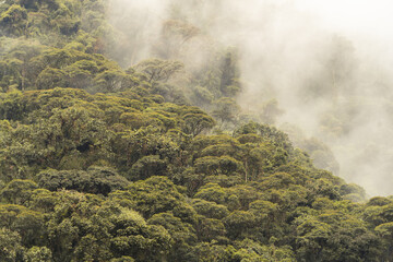 An Amazonian forest, trees with fog