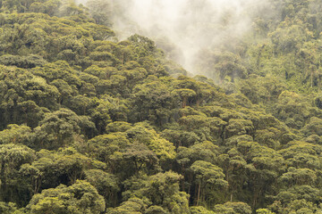 An Amazonian forest, trees with fog