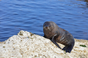 Neuseeländischer Seebär / New Zealand fur seal / Arctocephalus forsteri