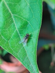 fly on leaf