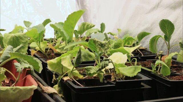Super time lapse and close up of white cabbage transplants or seedling withering from lack of water. Plants grew tall from lack of light and became unusable for gardening