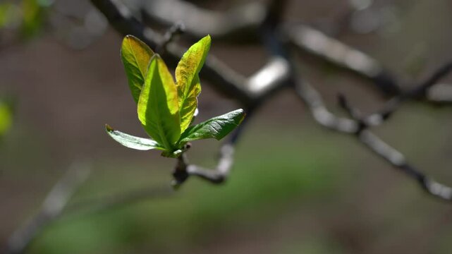 Medlar, leafing in natural ambient, spring (Mespilus germanica - (4K)
