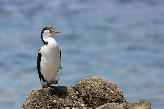 Elsterscharbe / Australian pied cormorant / Phalacrocorax varius