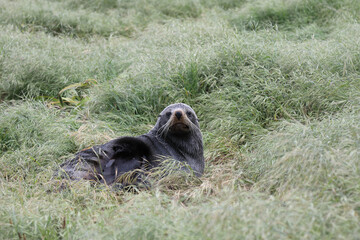 Neuseeländischer Seebär / New Zealand fur seal / Arctocephalus forsteri