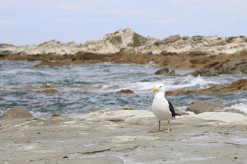 Dominikanermöwe / Southern black-backed gull / Larus dominicanus