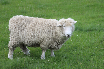 Romneyschaf / Romney sheep / Ovis