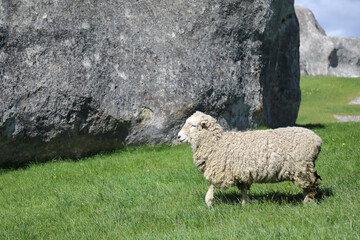 Romneyschaf / Romney sheep / Ovis