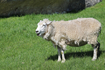 Fototapeta premium Romneyschaf / Romney sheep / Ovis.