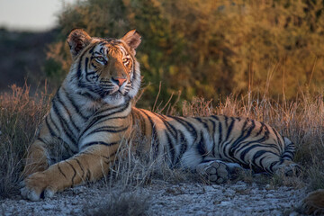 Bengal tiger  laying in the wild at dusk