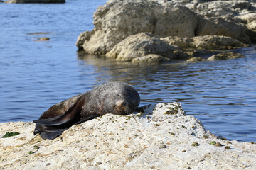 Naklejka premium Neuseeländischer Seebär / New Zealand fur seal / Arctocephalus forsteri