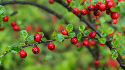 Branch with red berries on a background of green leaves