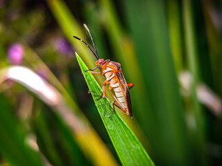 the bug on a leaf