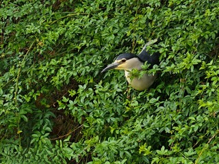 bird on a tree