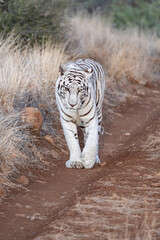 white tiger walking down a dirt track towards the camera