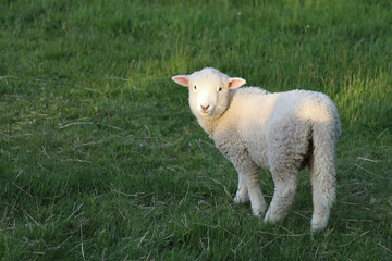 Romneyschaf / Romney sheep / Ovis.