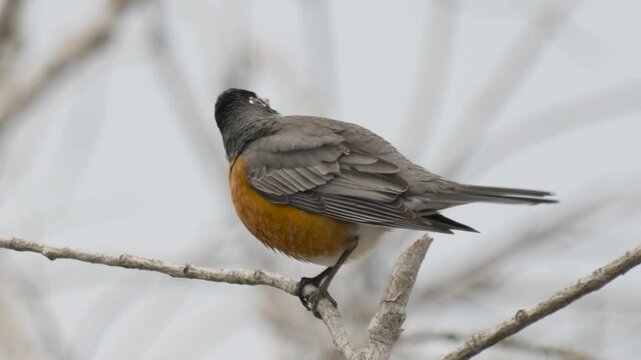 close up of an american robin (turdus migratorius) sitting on a branch and singing