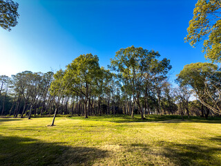 Tranquil Forest Scene with Clear Blue Sky and Lush Greenery
