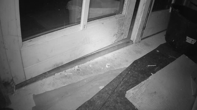 Wanderratte (Rattus norvegicus) zw&auml;ngt sich durch den T&uuml;rspalt aus einem Gartenhaus