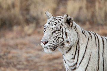 head portrait of a white bengal tiger
