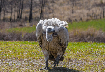 Cape Griffon vulture in Drakensberg South Africa