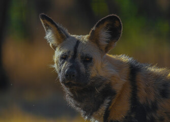 African wild dog (Lycaon pictus), also called painted dog and Cape hunting dog in an african game...