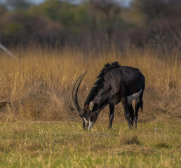 Young Sable antelope in a south african game reserve