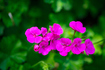 Obraz premium pink flowers in the garden