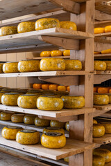 Wooden shelves with hard matured cheese from cow's milk at cheese factory in North Holland, The Netherlands, Dutch cheese farm
