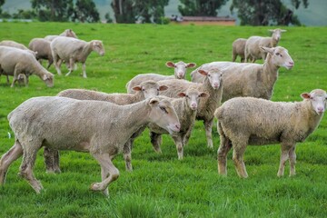 Merino sheep farm pasture land in midlands meander KZN South Africa