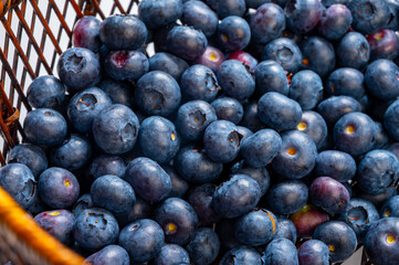 Blueberry antioxidant organic superfood forest berry