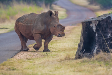 White Rhinoceros in Rietvlei Nature reserve during safari in South Africa