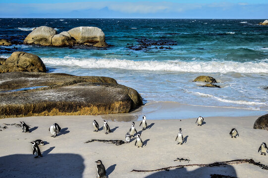 African cape or jackass penguin colony at boulders beach in Simon's town cape town