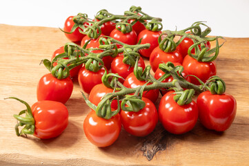 ed sweet ripe tasty Dutch tomatoes growing indoor in greenhouse all seasons, food industry in Netherlands close up