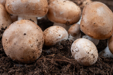 Brown champignons mushrooms from underground caves in Kanne, Belgium, organic farm