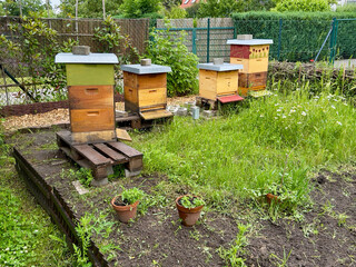 Colorful beehives in a lush garden with wildflowers and greenery. A sustainable apiary setup...