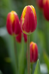 Fototapeta premium Spring Concept, Blooming Colorful Tulip in the Park