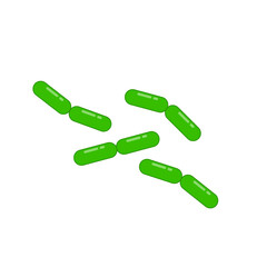 Diplobacillus bacteria morphology. Vector illustration in flat style.