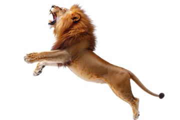 Majestic Lion Leaping Roar Power Wild Cat isolated on transparent background