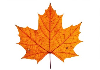Fototapeta premium Close up of a vibrant orange maple leaf with detailed veins isolated on a white background studio shot