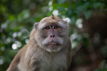 Monkey in the banks of Grand River South East - Mauritius Island