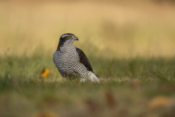 Northern Goshawk (Accipiter gentilis). Accipitridae Observes. Open grassy field with autumn tones. Intense yellow stare contrasts with soft, golden background hues.