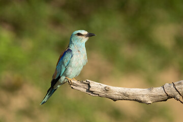 European roller (Coracias garrulus). Roller perched upright and alert. Perch above grassy clearing bathed in evening light. Calm stance and soft colors highlight serene elegance.