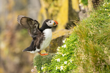 Atlantic puffin (Fratercula arctica). Puffin stretching wings on coastal cliff. Steep flower-covered ledge near sea. Gesture and backdrop convey island life and wild nesting behavior.