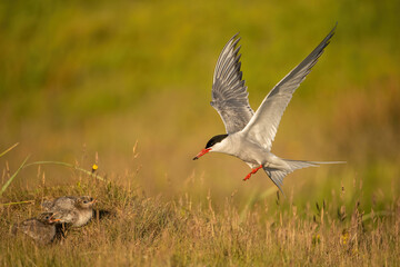 Arctic Tern (Sterna paradisaea). Laridae Landing near chicks with food. Coastal grassy patch. Warm evening light adds dramatic tones to parenting scene.