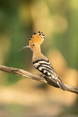 Eurasian hoopoe (Upupa epops). Upupidae delivering prey with crest raised. Perched on a sunlit branch in open woodland. The vibrant light and full crest create a striking and elegant portrait.