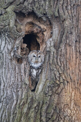 Tawny owl (Strix aluco). Strigidae resting at nest cavity entrance. Deeply textured bark in old tree trunk. The stillness of the owl blends with the tree, giving a sense of calm watchfulness stealth.