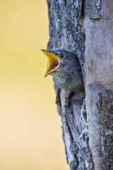 Common starling (Sturnus vulgaris). Sturnidae chick vocalizing loudly from cavity. Tree bark forms...