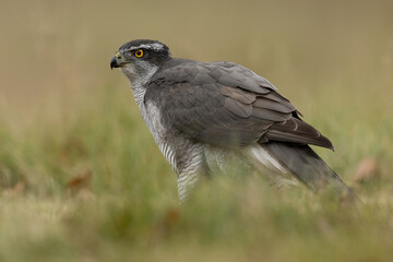 Northern goshawk (Accipiter gentilis). Accipitridae alertly stands still after a hunt, scanning its surroundings. Low grassy habitat with subtle leaf litter. 