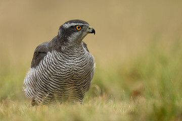 Northern goshawk (Accipiter gentilis). Accipitridae cautiously moves forward through dense grass. Lowland meadow setting with golden tones. The intense eye contact draws the viewer directly in.