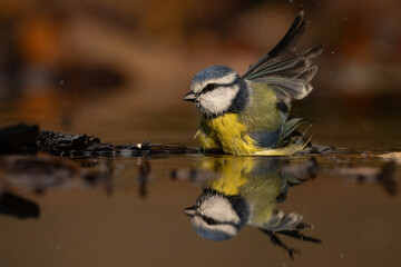 Obraz premium Eurasian blue tit (Parus caeruleus). Paridae splashing energetically in shallow water during a brief bath. Reflective woodland pool in late autumn. 
